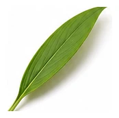 Turmeric leaf detail