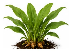 Turmeric whole plant