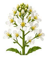 Turnip flower detail