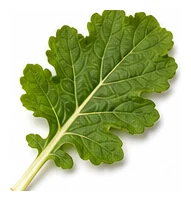 Turnip leaf detail