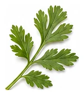 Vietnamese Coriander leaf detail