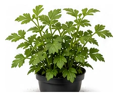 Vietnamese Coriander whole plant