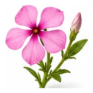 Vinca flower detail