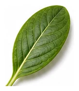 Vinca leaf detail