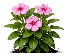 Vinca whole plant
