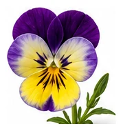 Viola flower detail