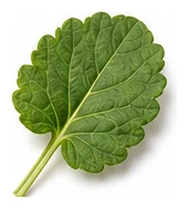 Viola leaf detail