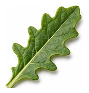 Warrigal Greens leaf detail