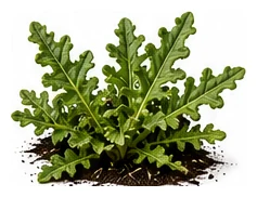 Warrigal Greens whole plant