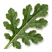 Watermelon leaf detail