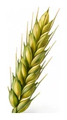 Wheat flower detail