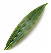 Wheat leaf detail