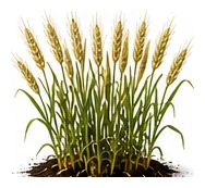Wheat whole plant