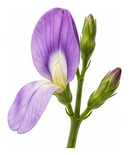 Winged Bean flower detail