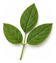 Winged Bean leaf detail