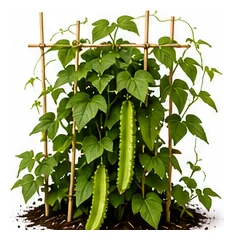 Winged Bean whole plant