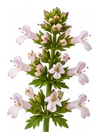 Winter Savory flower detail