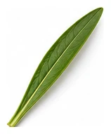 Winter Savory leaf detail