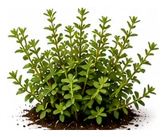 Winter Savory whole plant