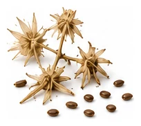 Witloof Chicory harvest / detail