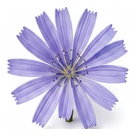 Witloof Chicory flower detail