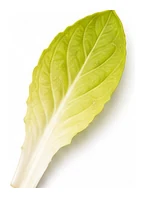 Witloof Chicory leaf detail