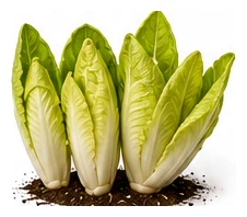 Witloof Chicory whole plant
