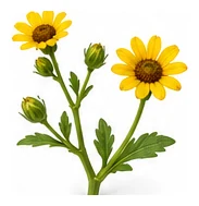 Yacon flower detail