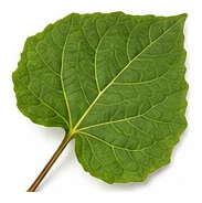 Yacon leaf detail