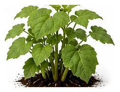 Yacon whole plant