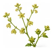 Yam flower detail
