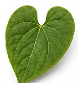 Yam leaf detail