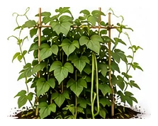 Yam whole plant