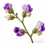 Yardlong Bean flower detail