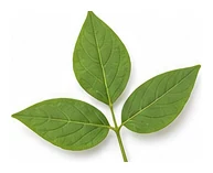 Yardlong Bean leaf detail
