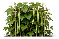 Yardlong Bean whole plant