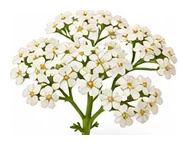 Yarrow flower detail