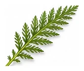 Yarrow leaf detail