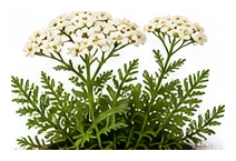 Yarrow whole plant