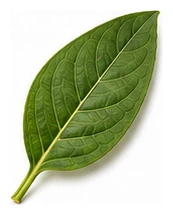 Zinnia leaf detail