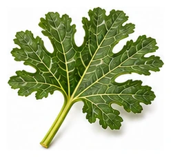 Zucchini leaf detail