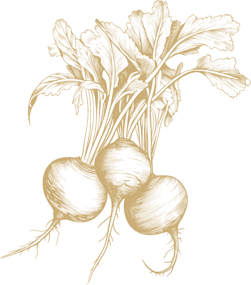 Beets botanical illustration