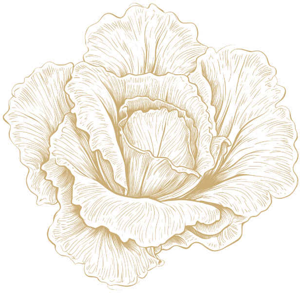 Cabbage botanical illustration