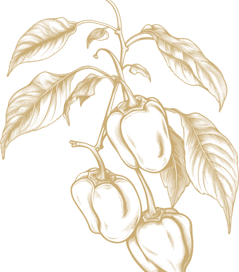Capsicum botanical illustration