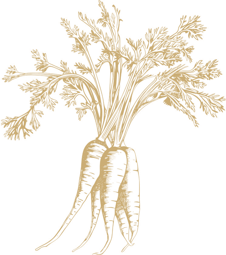 Carrots botanical illustration
