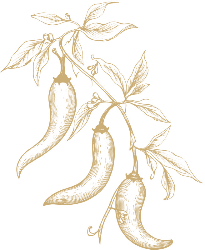 Chilli botanical illustration