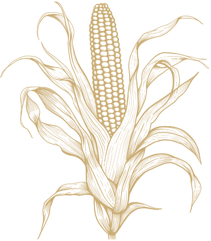 Corn botanical illustration
