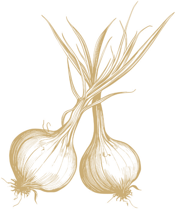 Onion botanical illustration