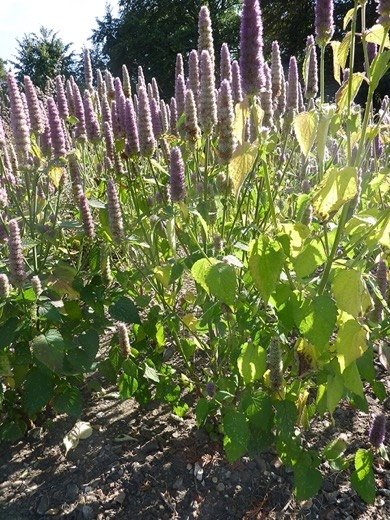 Agastache (Agastache foeniculum)