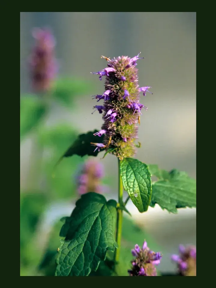 Agastache real-world photo reference (Agastache foeniculum)